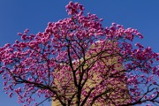 Ipe-rosa (Tabebuia heptaphylla) and the facade of Niemeyer Building (1955) - Liberdade Square (Liberty Square) - Belo Horizonte city - Minas Gerais state (MG) - Brazil