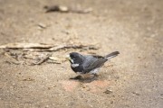 Bird - Botanical Garden of Rio de Janeiro - Rio de Janeiro city - Rio de Janeiro state (RJ) - Brazil