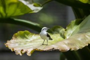 Masked Water-Tyrant (Fluvicola nengeta) - Botanical Garden of Rio de Janeiro - Rio de Janeiro city - Rio de Janeiro state (RJ) - Brazil