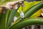 Masked Water-Tyrant (Fluvicola nengeta) - Botanical Garden of Rio de Janeiro - Rio de Janeiro city - Rio de Janeiro state (RJ) - Brazil
