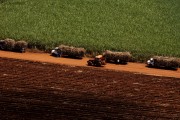 Aerial view of trucks transporting sugarcane - Bartira Farm - Canapolis city - Minas Gerais state (MG) - Brazil