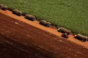 Aerial view of trucks transporting sugarcane - Bartira Farm - Canapolis city - Minas Gerais state (MG) - Brazil