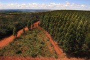 Aerial view of eucalyptus plantation - Montes Claros city - Minas Gerais state (MG) - Brazil
