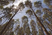 Eucalyptus plantation - Montes Claros city - Minas Gerais state (MG) - Brazil