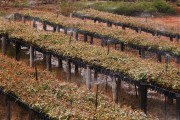 Eucalyptus seedling nursery - Montes Claros city - Minas Gerais state (MG) - Brazil