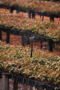 Eucalyptus seedling nursery - Montes Claros city - Minas Gerais state (MG) - Brazil