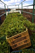 Truck transporting eucalyptus seedlings - Montes Claros city - Minas Gerais state (MG) - Brazil