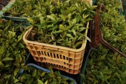 Truck transporting eucalyptus seedlings - Montes Claros city - Minas Gerais state (MG) - Brazil