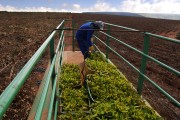 Truck transporting eucalyptus seedlings - Montes Claros city - Minas Gerais state (MG) - Brazil