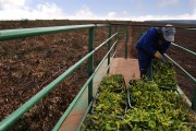 Truck transporting eucalyptus seedlings - Montes Claros city - Minas Gerais state (MG) - Brazil