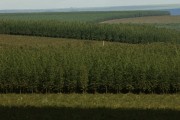 Aerial view of eucalyptus plantation - Montes Claros city - Minas Gerais state (MG) - Brazil