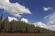 Eucalyptus plantation - Montes Claros city - Minas Gerais state (MG) - Brazil