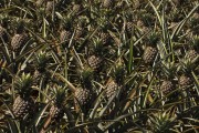 Pineapple plantation - Bartira Farm - Canapolis city - Minas Gerais state (MG) - Brazil