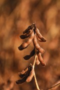Soybean Plantation - Bartira Farm - Canapolis city - Minas Gerais state (MG) - Brazil
