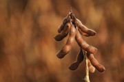 Soybean Plantation - Bartira Farm - Canapolis city - Minas Gerais state (MG) - Brazil