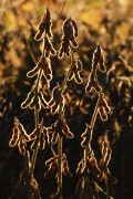 Soybean Plantation - Bartira Farm - Canapolis city - Minas Gerais state (MG) - Brazil