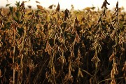 Soybean Plantation - Bartira Farm - Canapolis city - Minas Gerais state (MG) - Brazil