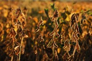Soybean Plantation - Bartira Farm - Canapolis city - Minas Gerais state (MG) - Brazil