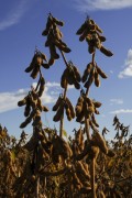 Soybean Plantation - Bartira Farm - Canapolis city - Minas Gerais state (MG) - Brazil