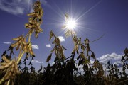 Soybean Plantation - Bartira Farm - Canapolis city - Minas Gerais state (MG) - Brazil