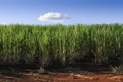 Sugarcane plantation - Bartira Farm - Canapolis city - Minas Gerais state (MG) - Brazil