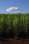 Sugarcane plantation - Bartira Farm - Canapolis city - Minas Gerais state (MG) - Brazil