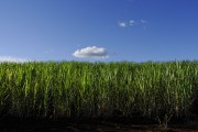 Sugarcane plantation - Bartira Farm - Canapolis city - Minas Gerais state (MG) - Brazil