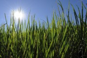Sugarcane plantation - Bartira Farm - Canapolis city - Minas Gerais state (MG) - Brazil