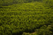 Aerial view of pine forest - Joinville city - Santa Catarina state (SC) - Brazil