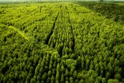 Aerial view of pine forest - Joinville city - Santa Catarina state (SC) - Brazil