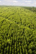 Aerial view of pine forest - Joinville city - Santa Catarina state (SC) - Brazil