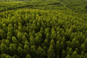 Aerial view of pine forest - Joinville city - Santa Catarina state (SC) - Brazil
