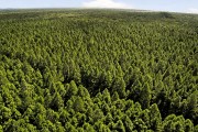 Aerial view of pine forest - Joinville city - Santa Catarina state (SC) - Brazil