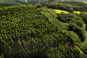 Aerial view of pine forest - Joinville city - Santa Catarina state (SC) - Brazil
