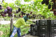 Workers collecting boxes of Vitoria grapes harvested from a grapevine - Petrolina city - Pernambuco state (PE) - Brazil