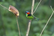 Red-necked Tanager (Tangara cyanocephala) - Morretes city - Parana state (PR) - Brazil