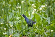 Purple Gallinule (Porphyrio martinica) - Guapiaçu Ecological Reserve - Cachoeiras de Macacu city - Rio de Janeiro state (RJ) - Brazil