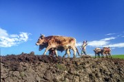 Gaucho using cattle to plow the land - The 90s - Rio Grande do Sul state (RS) - Brazil