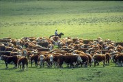 Gauchos playing cattle in the gaucho pampas - Rio Grande do Sul state (RS) - Brazil