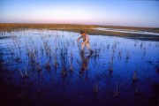 Taim Bogs - Taim Ecological Station - permanently or temporarily flooded areas - Rio Grande city - Rio Grande do Sul state (RS) - Brazil