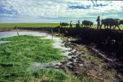 Gaucho using cattle to plow the land - The 90s - Rio Grande do Sul state (RS) - Brazil