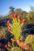 Cactus detail - Rio Grande do Sul state (RS) - Brazil