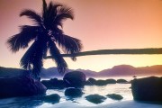 Coconut tree at sunset at Aventureiro Beach - Praia do Sul State Biological Reserve - Angra dos Reis city - Rio de Janeiro state (RJ) - Brazil