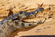 Yacare caiman (caiman crocodilus yacare) and butterfly (Dryas iulia) - Encontro da Aguas State Park - Pocone city - Mato Grosso state (MT) - Brazil