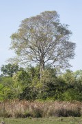 Tree in the landscape - Refugio Caiman - Miranda city - Mato Grosso do Sul state (MS) - Brazil