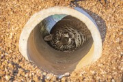 Jaguar (Panthera onca) inside concrete pipe - Refugio Caiman - Miranda city - Mato Grosso do Sul state (MS) - Brazil