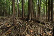 Igapo Forest - Mariua Archipelago - Barcelos city - Amazonas state (AM) - Brazil
