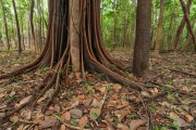 Araba (Swartzia sp) in igapo - Mariua Archipelago - Barcelos city - Amazonas state (AM) - Brazil