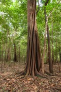 Araba (Swartzia sp) in igapo - Mariua Archipelago - Barcelos city - Amazonas state (AM) - Brazil