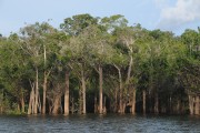 Igapo Forest - Mariua Archipelago - Barcelos city - Amazonas state (AM) - Brazil